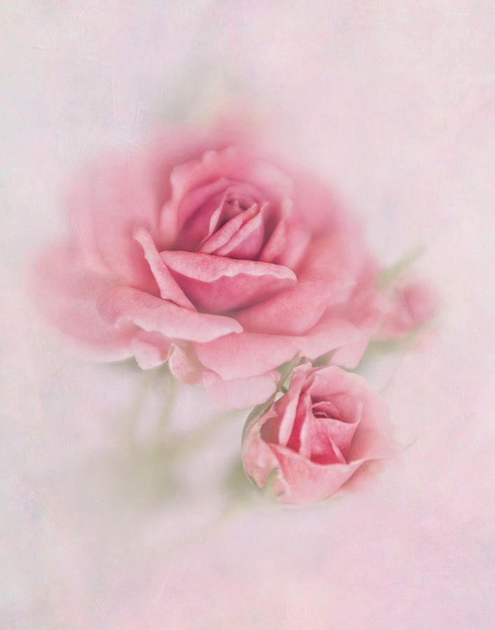 Pink Rose #1 Photograph by David and Carol Kelly