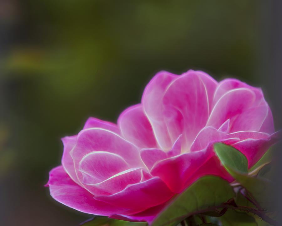 Pink Rose Digital Art 1 Photograph by Walter Herrit