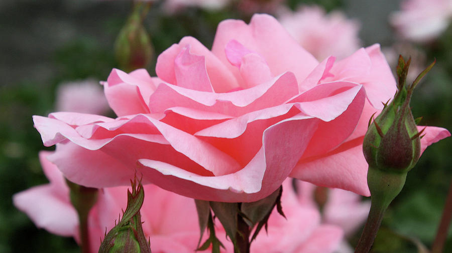 Garden Photograph - Pink Rose #1 by Ellen Tully