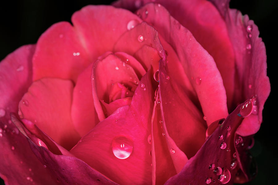Pink Rose #1 Photograph by Jay Stockhaus