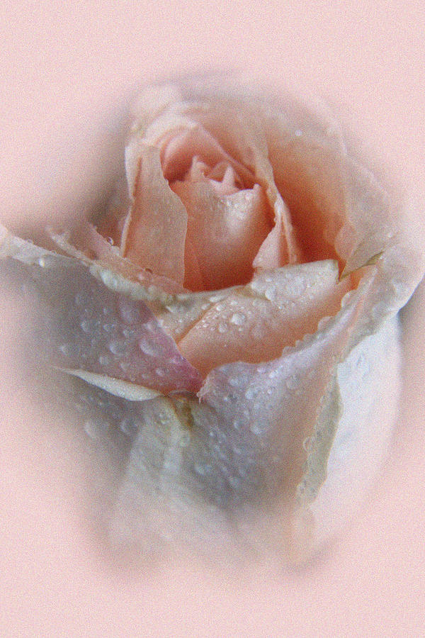 Rose Photograph - Pink rose #2 by Lali Kacharava