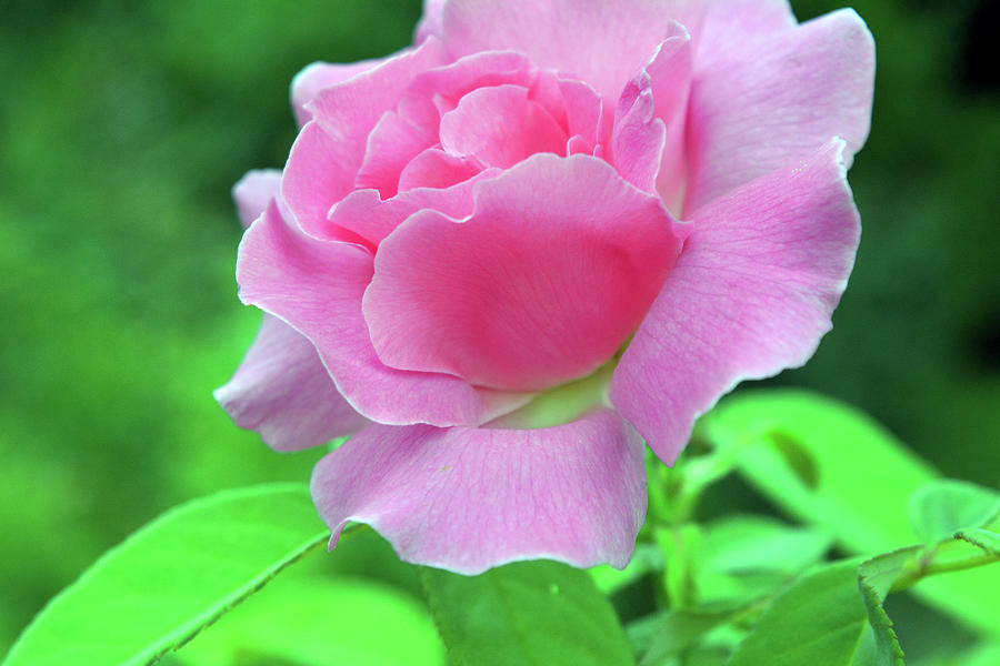 Pink rose on green background. Photograph by Oana Unciuleanu - Fine Art ...