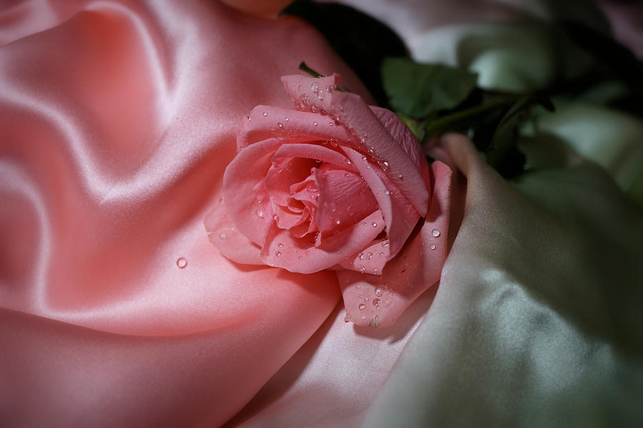 Pink Rose on the silk Photograph by Lilia D