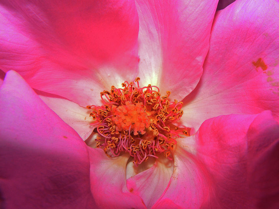 Pink Rose #1 Photograph by Wilma Stout