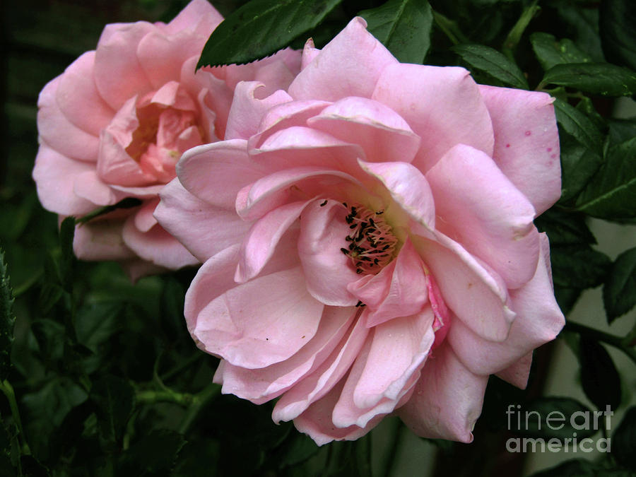 Pink Roses #1 Photograph by Kim Tran