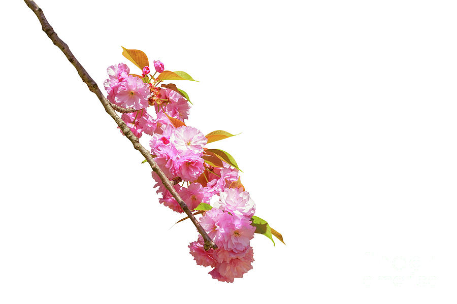 Pink Sakura Cherry Blossom #1 Photograph by Benny Marty