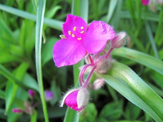 Pink Spiderwort Photograph by Kit Labossiere - Fine Art America