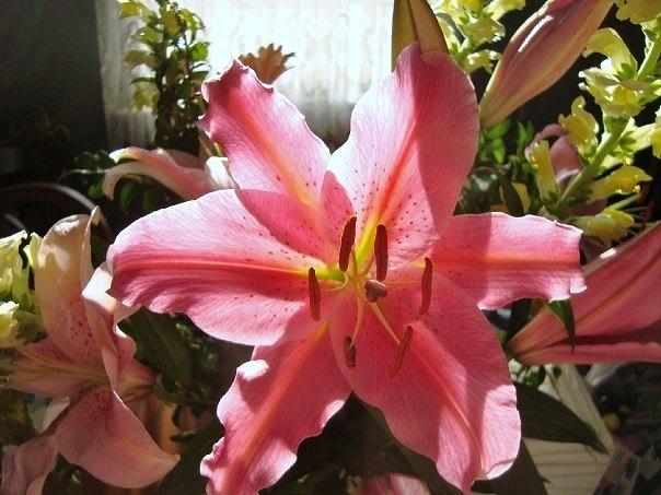 Pink Stargazer Lily in the Sunlight #2 Photograph by Deborah Lacoste
