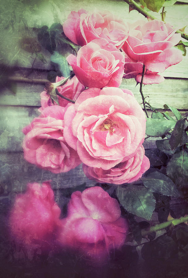 Nature Photograph - Pink summer roses #1 by Tom Gowanlock