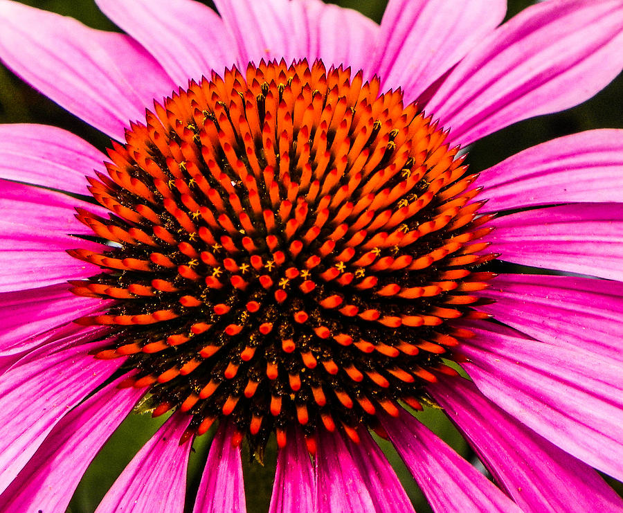 Pink sunflower #1 Photograph by Gerald Kloss