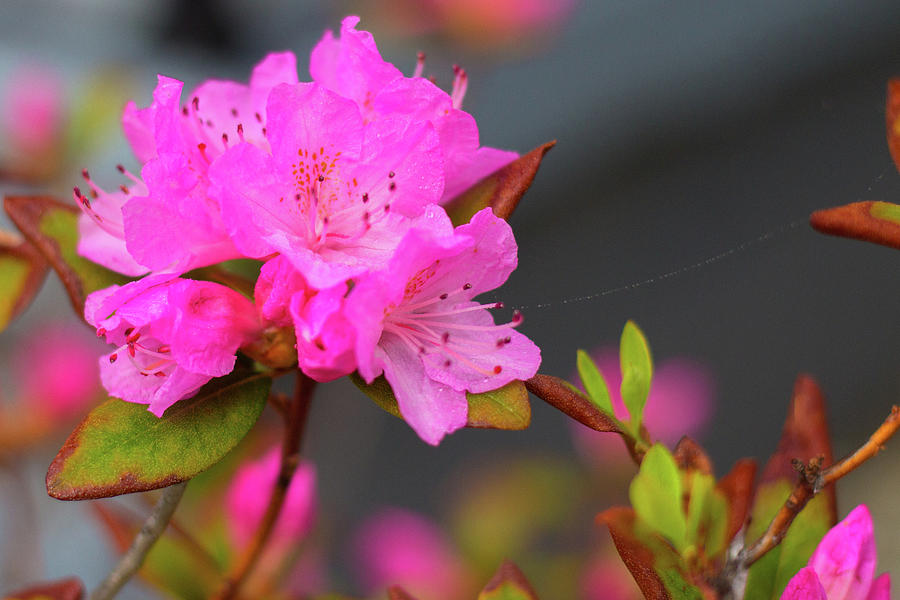 Pink Photograph by Tony Denning | Fine Art America