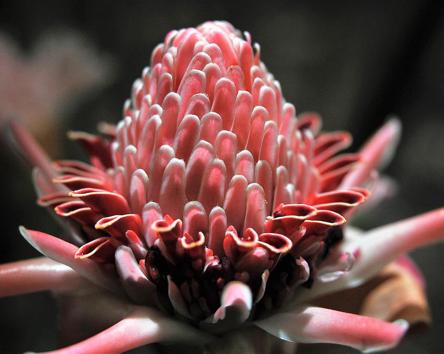 Pink Torch Ginger #1 Photograph by Heidi Fickinger