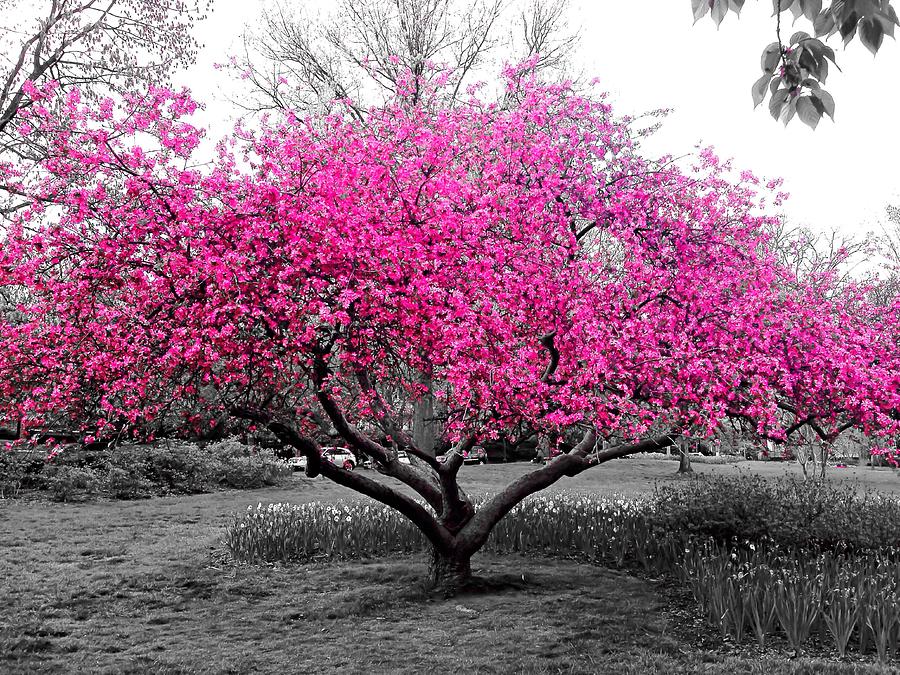 Pink Tree #1 Photograph by Chris Montcalmo