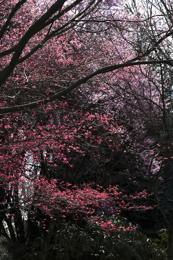 Pink Trees #1 Photograph by Craig Perry-Ollila