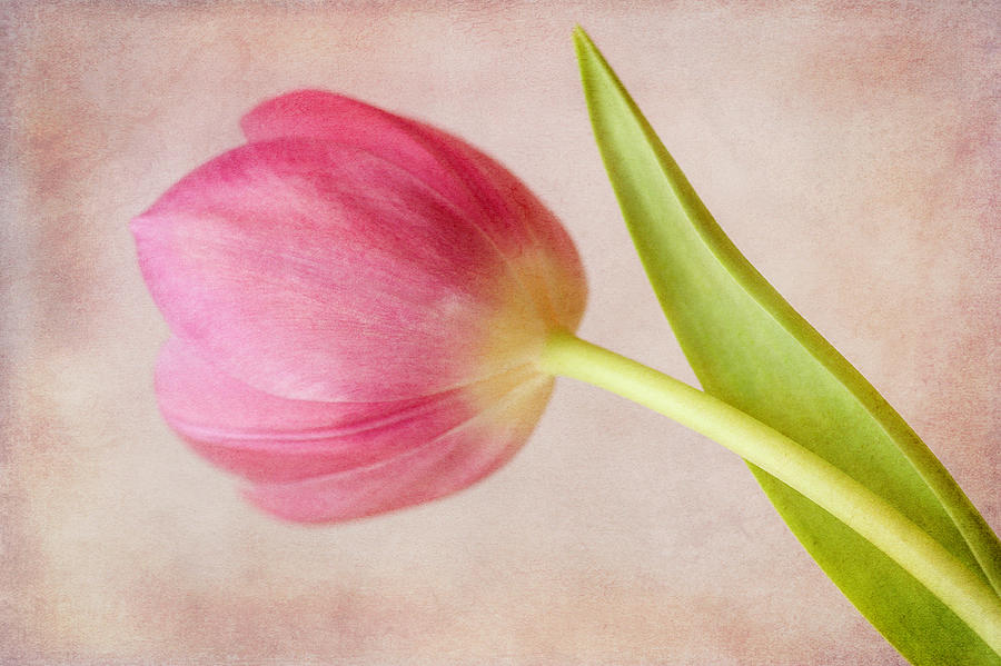Pink Tulip Photograph by Cindi Ressler
