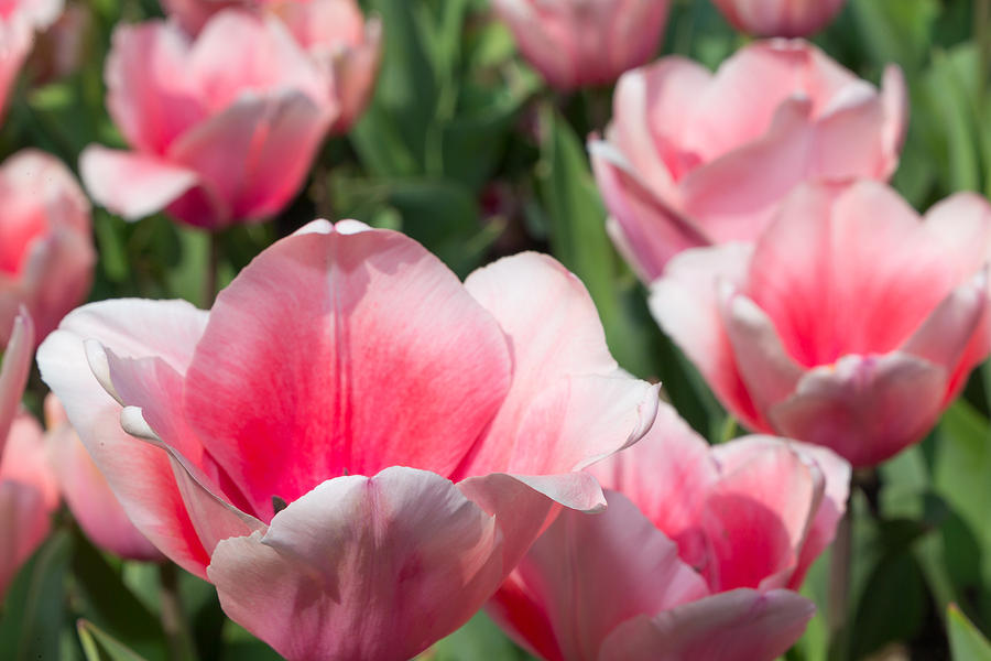 Pink Tulip Garden #1 Photograph by SR Green