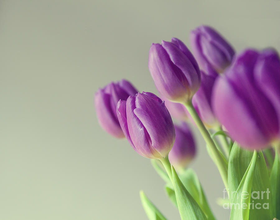 Purple bouquet of tulips Photograph by Patricia Hofmeester