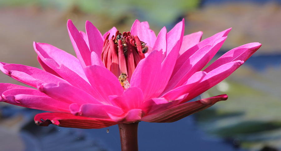 Pink Water Lilly #1 Photograph by Sean Allen