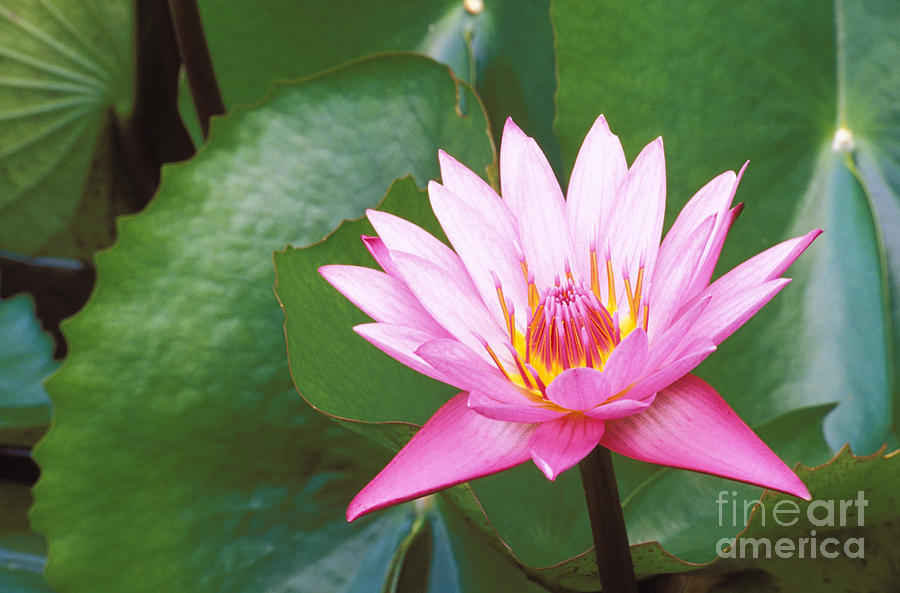Pink Water Lily #1 Photograph by Bill Brennan - Printscapes