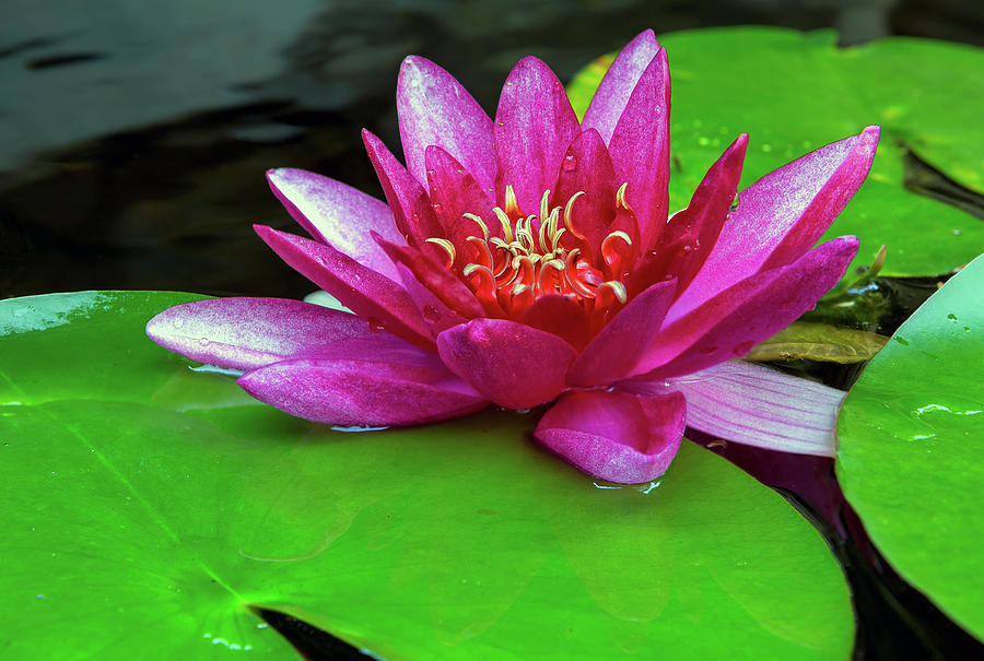 Pink Water Lily Flower Closeup Photograph