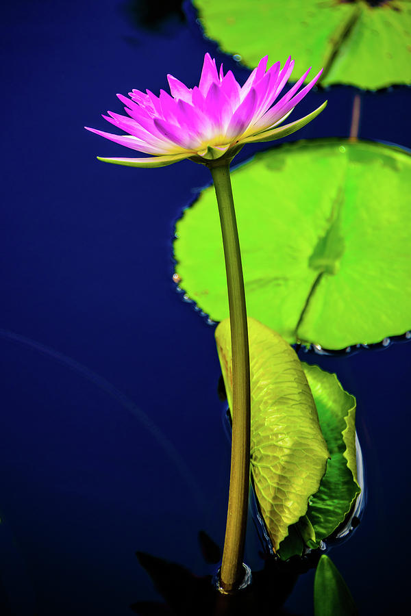 Pink Water Lily #1 Photograph by Louis Dallara