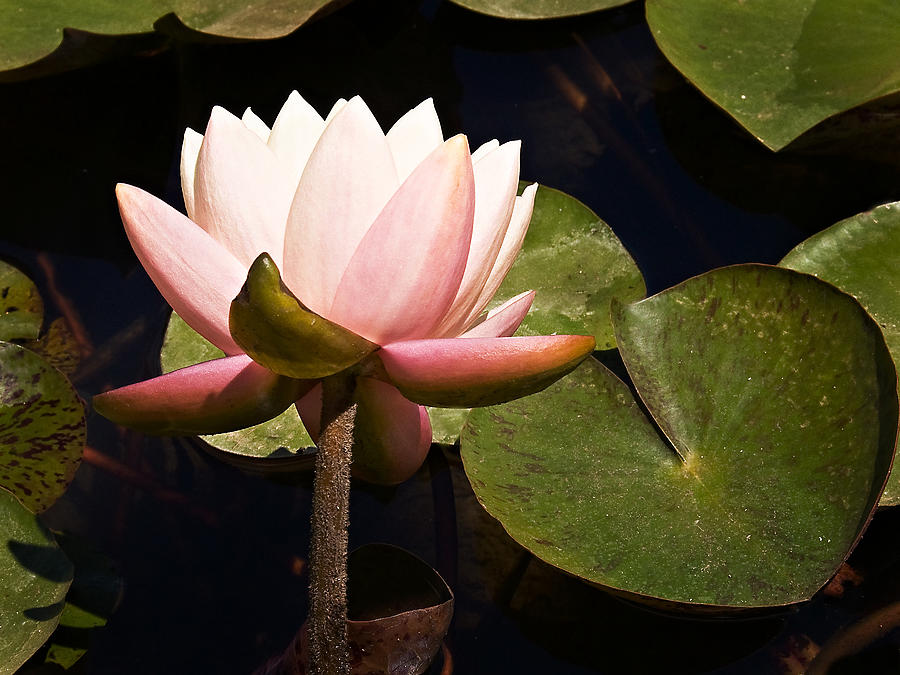 Pink Water Lily #1 Photograph by Marion McCristall