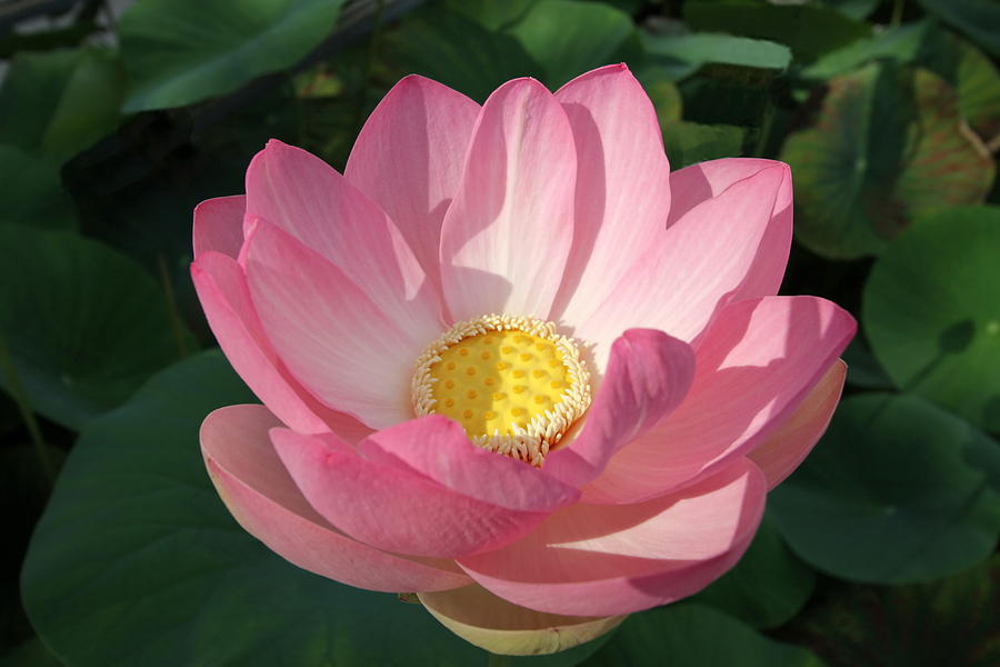 Pink waterlily or lotus flower #1 Photograph by Elenarts - Elena Duvernay photo