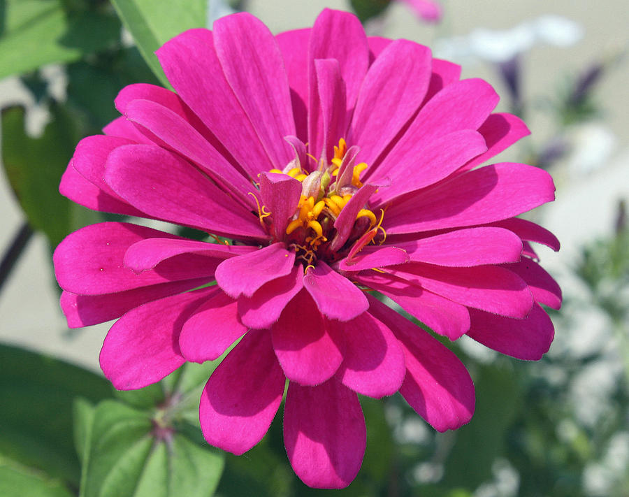 Pink Zinnia #1 Photograph by Ellen Tully