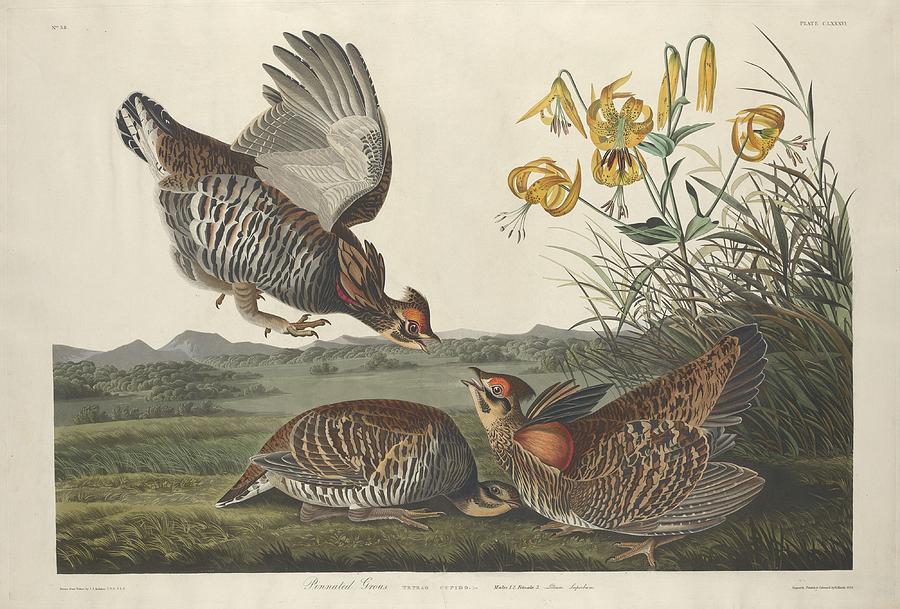 John James Audubon Drawing - Pinnated Grouse #1 by Dreyer Wildlife Print Collections 