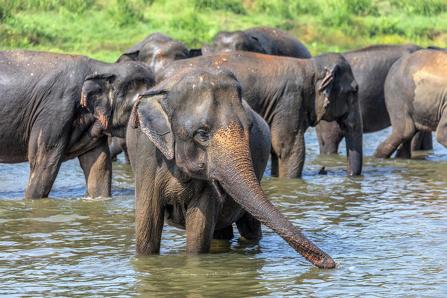 Elephant Photograph - Pinnawala - Sri Lanka #1 by Joana Kruse