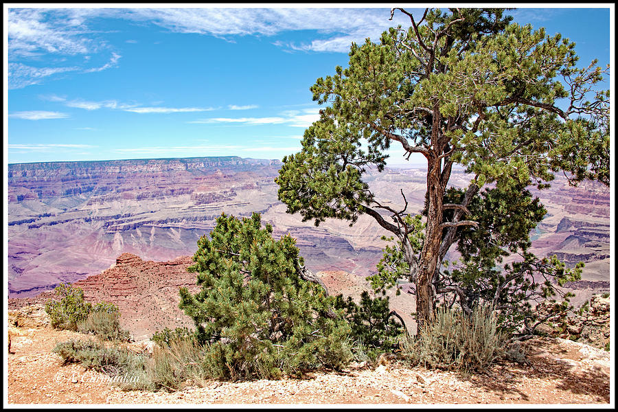 Pinon Pine Tree, South Rim, Grand Canyon, Arizona #1 Photograph by A Macarthur Gurmankin