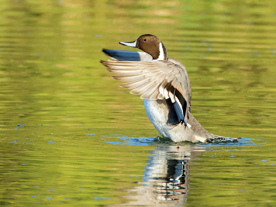 Pintail Duck #1 Photograph by Tam Ryan
