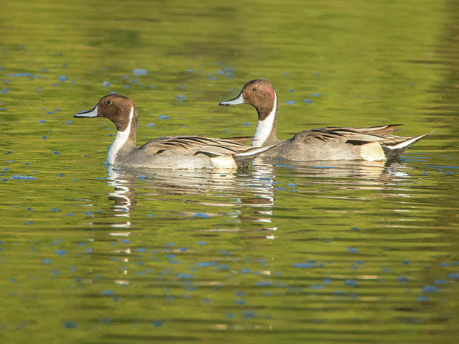 Pintail Ducks #3 Photograph by Tam Ryan