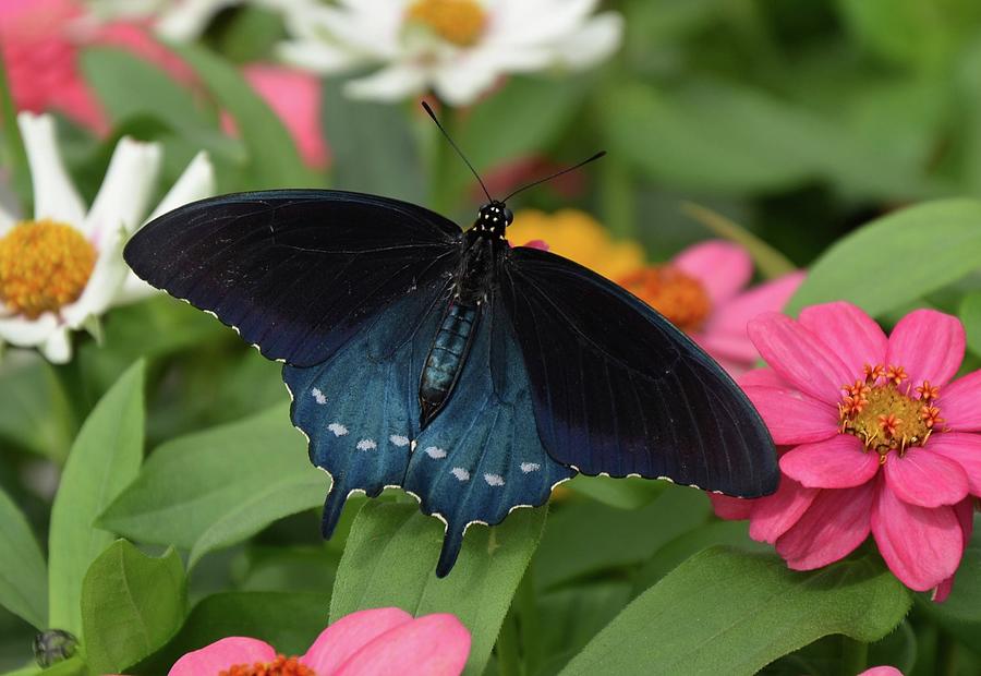 Pipevine Swallowtail Butterfly #1 Photograph by Ronda Ryan