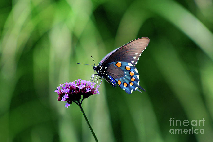 Pipevine Swallowtail Butterfly 2011 #2 Photograph by Karen Adams