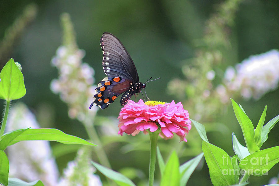 Pipevine Swallowtail Butterfly in Garden #1 Photograph by Karen Adams