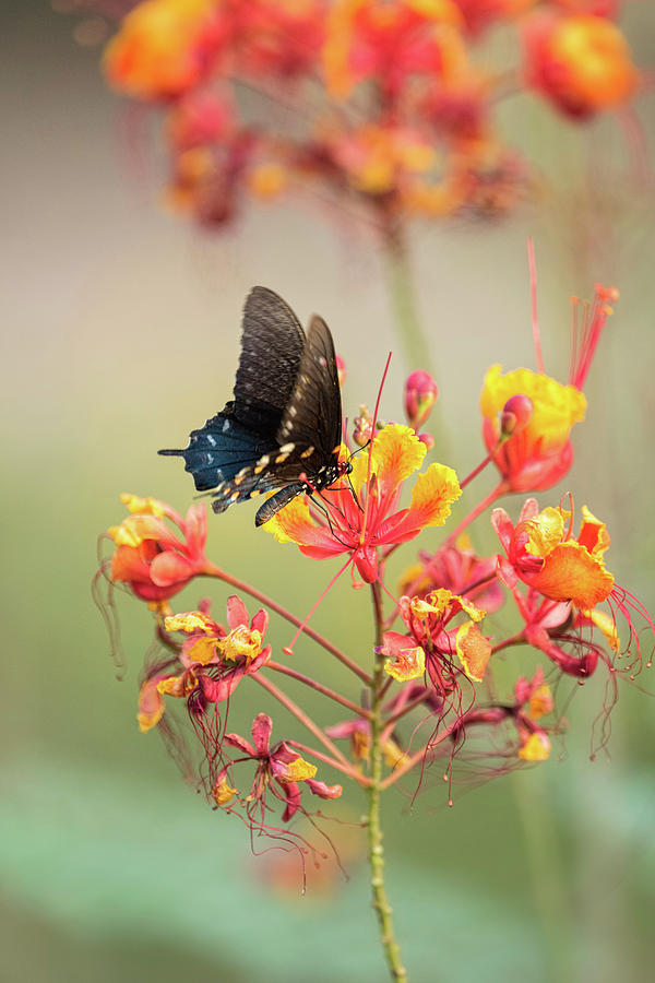 Pipevine Swallowtail Butterfly  #1 Photograph by Saija Lehtonen