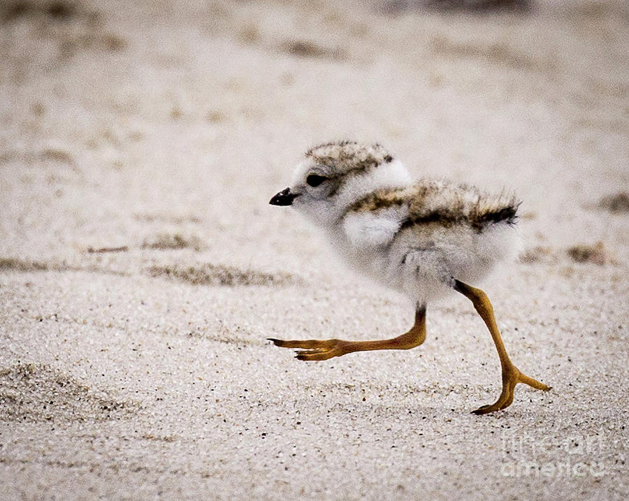 Bird Photograph - Piping Plover Chick by Jim Gillen