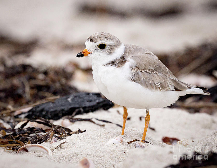 Piping Plover Photograph by Jim Gillen