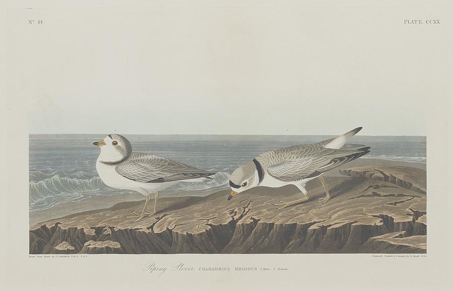 Piping Plover #1 Drawing by Dreyer Wildlife Print Collections 