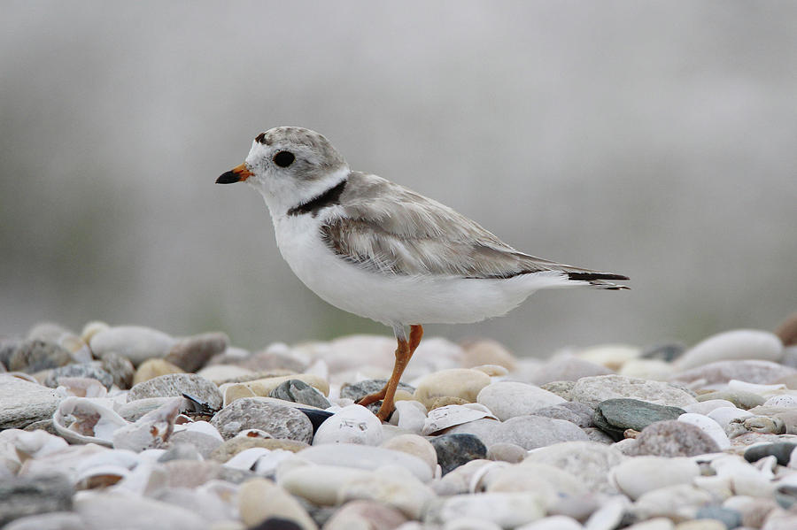Piping Plover Port Jefferson New York  #1 Photograph by Bob Savage