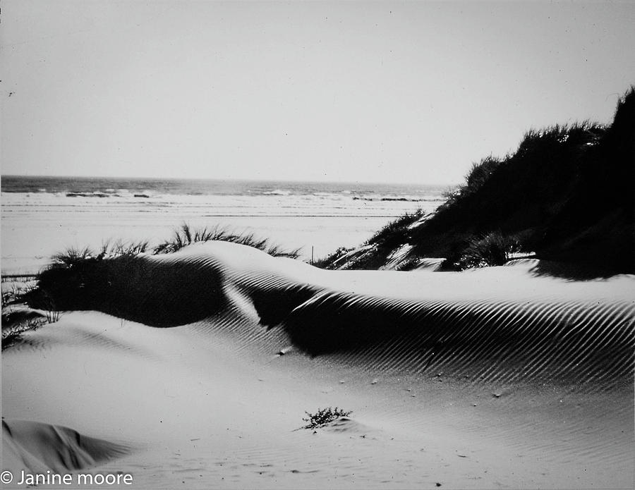 Pismo Dune #1 Photograph by Dr Janine Williams