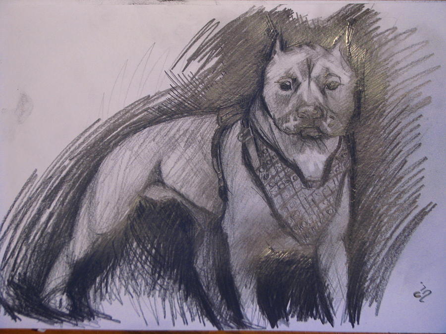  Pitbull Drawing by Sabin Irimia