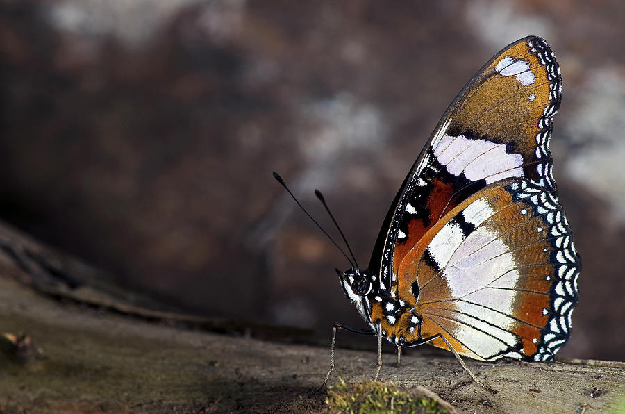 Plain Tiger Butterfly #1 Photograph by JT Lewis