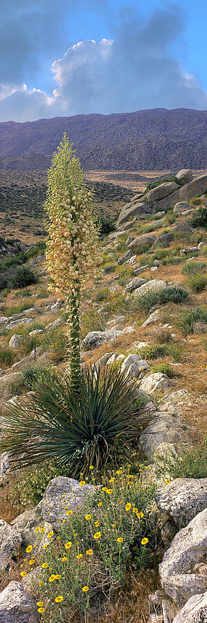 Plants On A Landscape, Anza Borrego #1 Photograph by Panoramic Images