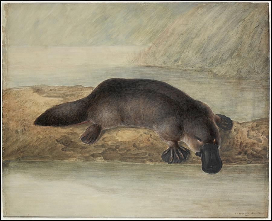 Platypus Painting by MotionAge Designs Platypus Painting by MotionAge Designs