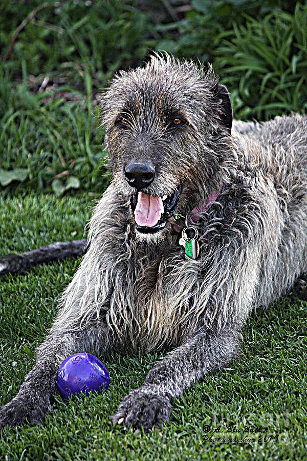 Irish Wolfhound Photograph - Play Ball #1 by Ann Butler