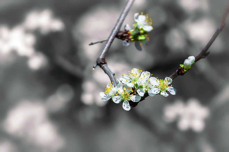 Plum Blossoms #2 Photograph by Jonathan Nguyen