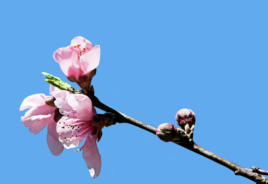 Plum Blossoms #1 Photograph by Kristin Elmquist