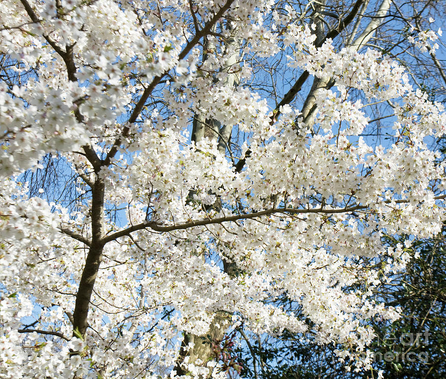 Plum tree in blossom #1 Photograph by Irina Afonskaya